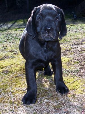 BlackLabMalePuppy